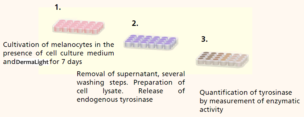 Determination of Tyrosinase Expression1.2.3.